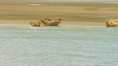 Una playa arenosa con lobos marinos descansando en la orilla y algunos en el agua.