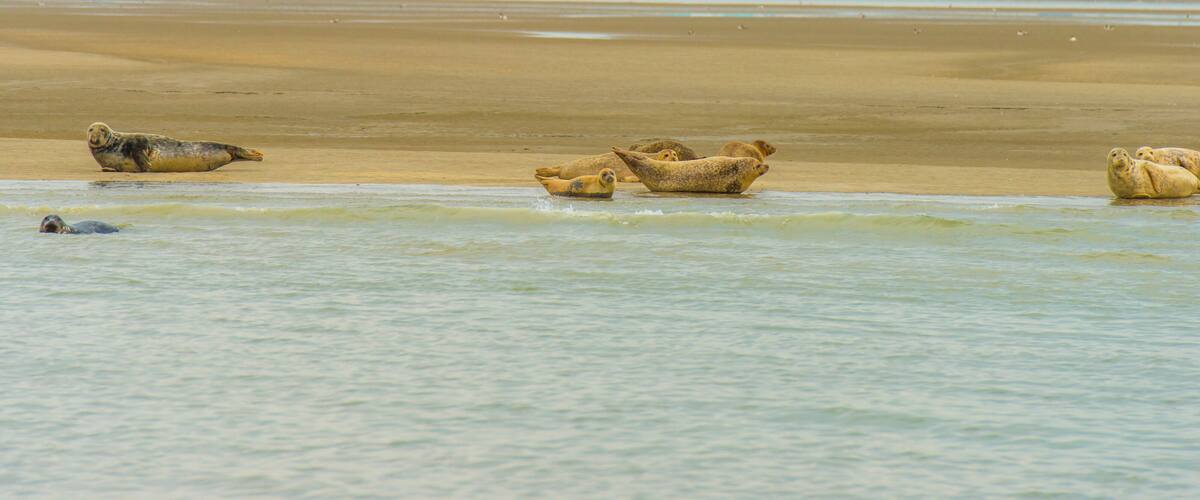 A sandy beach with seals resting on the shore and some in the water.