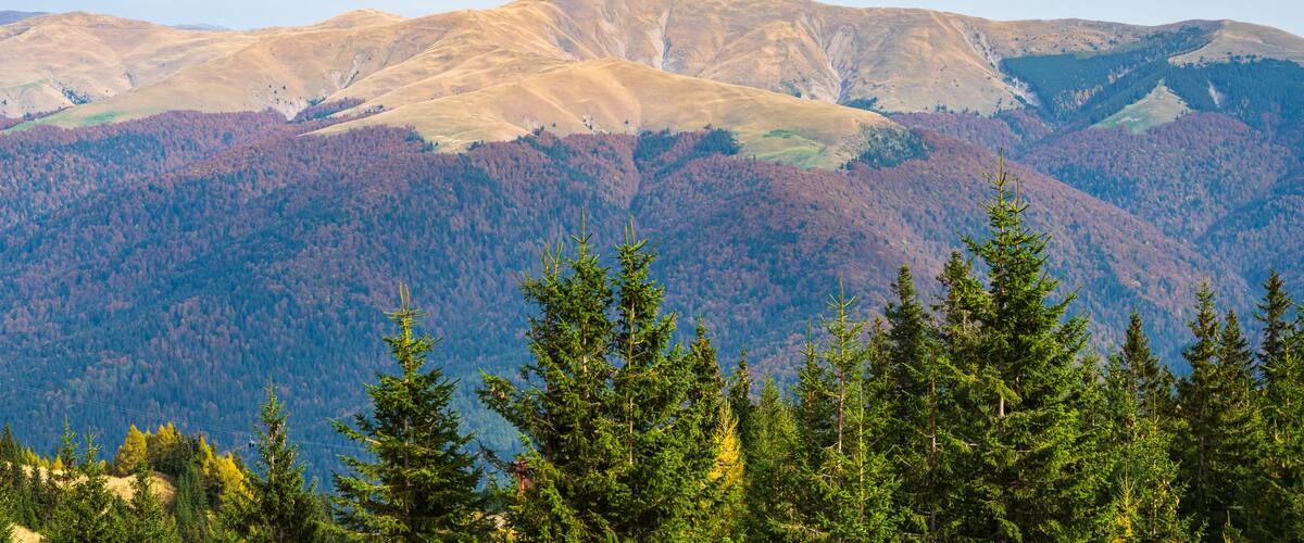 A mountain range with dense forests and coniferous trees.