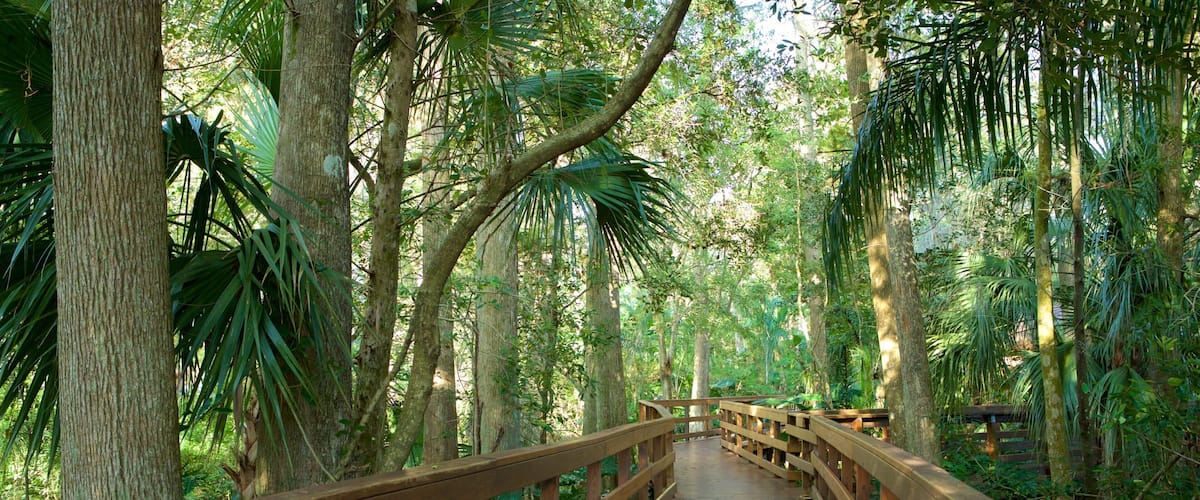A wooden boardwalk through a dense forest with tall trees and lush greenery.