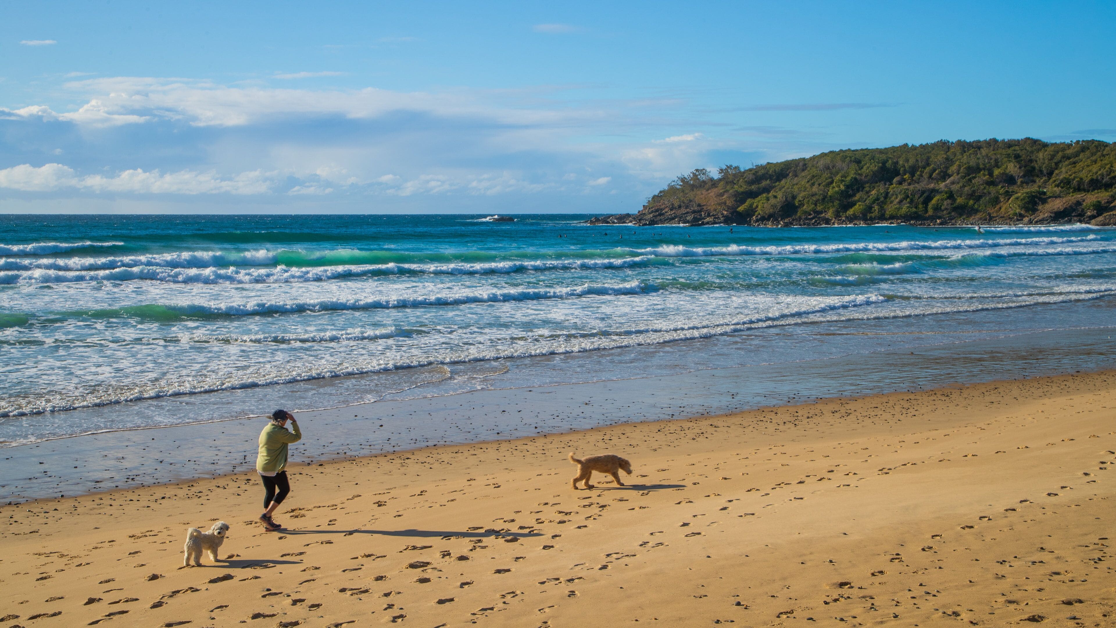 Una playa arenosa con olas, un perro y una persona.