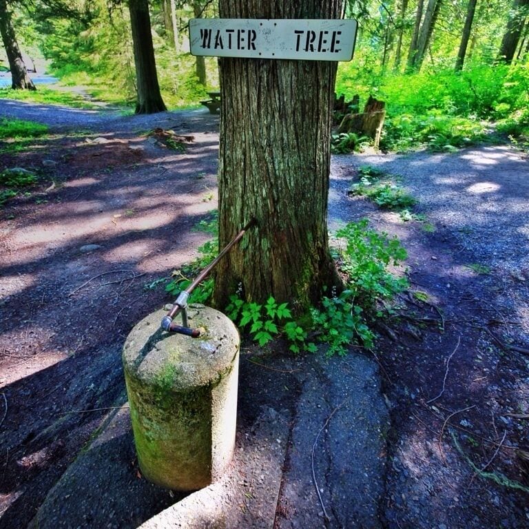 Incase you ever need the water tree, here it is. Maybe someone can tell me about this, because when I saw it I was very confused.... I've seen this for sap, but not water. Do cedar trees hold water better so you can tap them for water? I've heard of this for a few trees, but I don't know for sure. 
