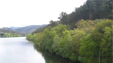 Vegetación de ribera.