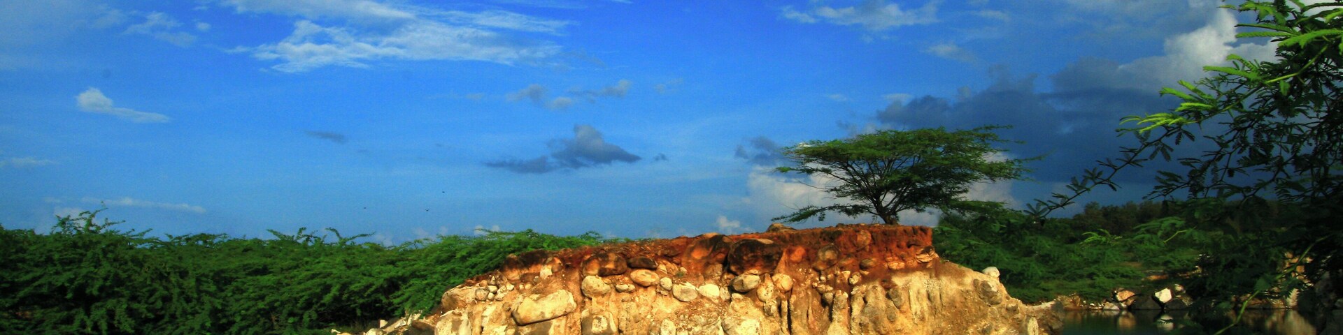 A Beautiful Tree on East Coast Road, Chennai