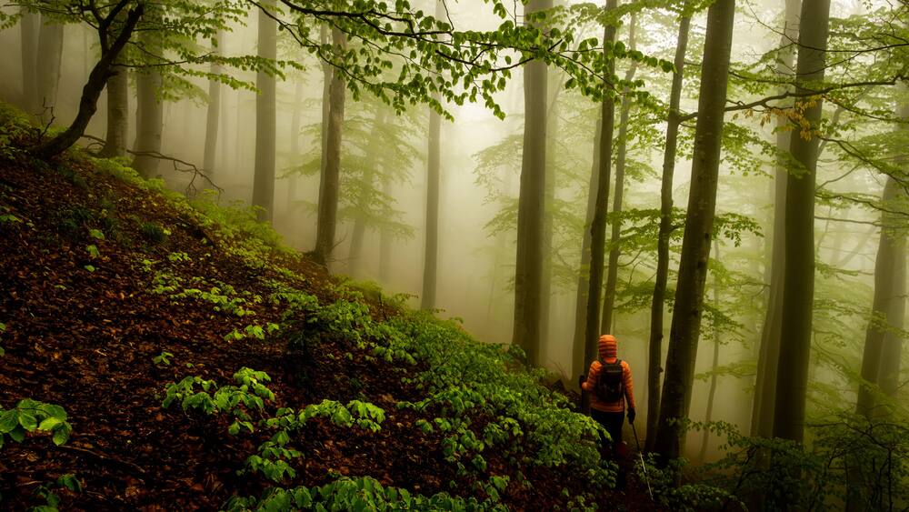 Ein Wald mit hohen Bäumen und ein Wanderer in Orange.