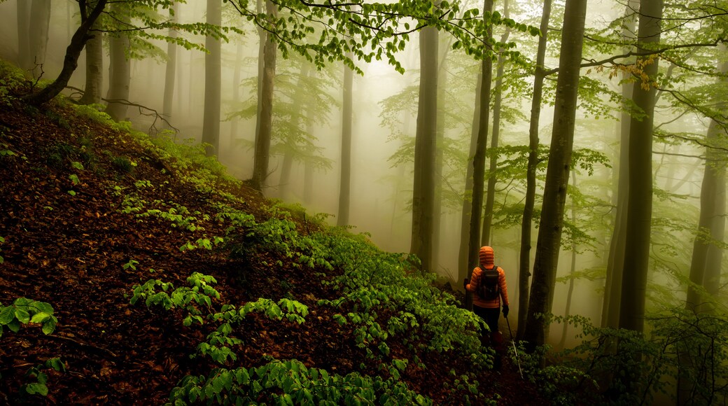 A forest with tall trees and a hiker in orange.