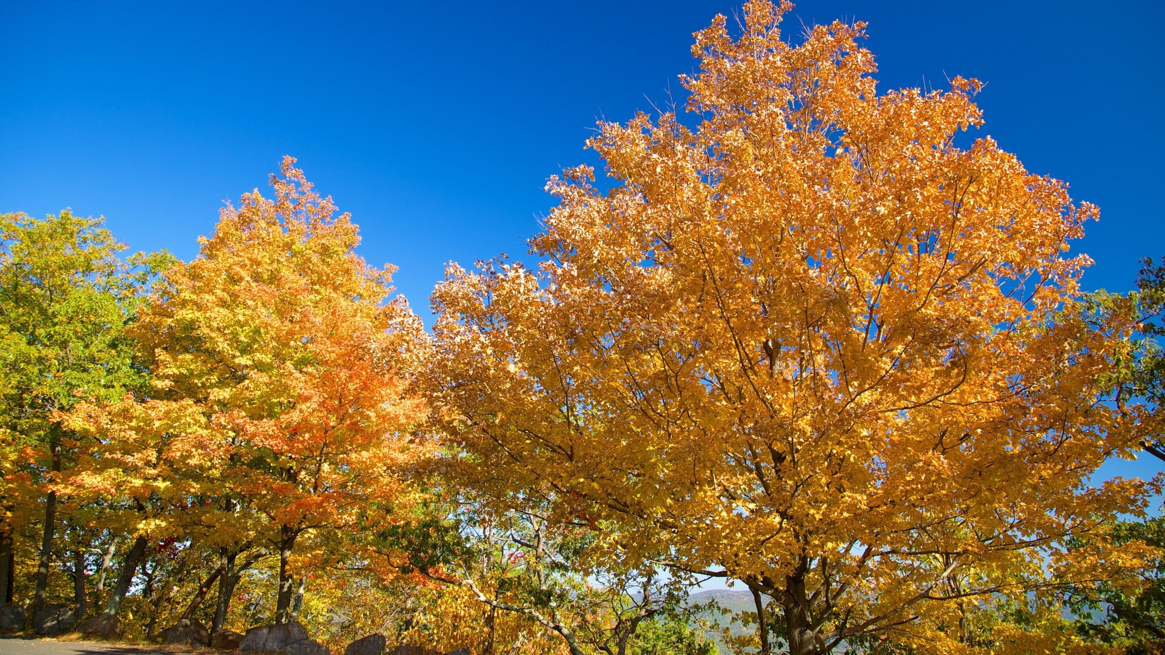 Bear Mountain State Park featuring autumn leaves