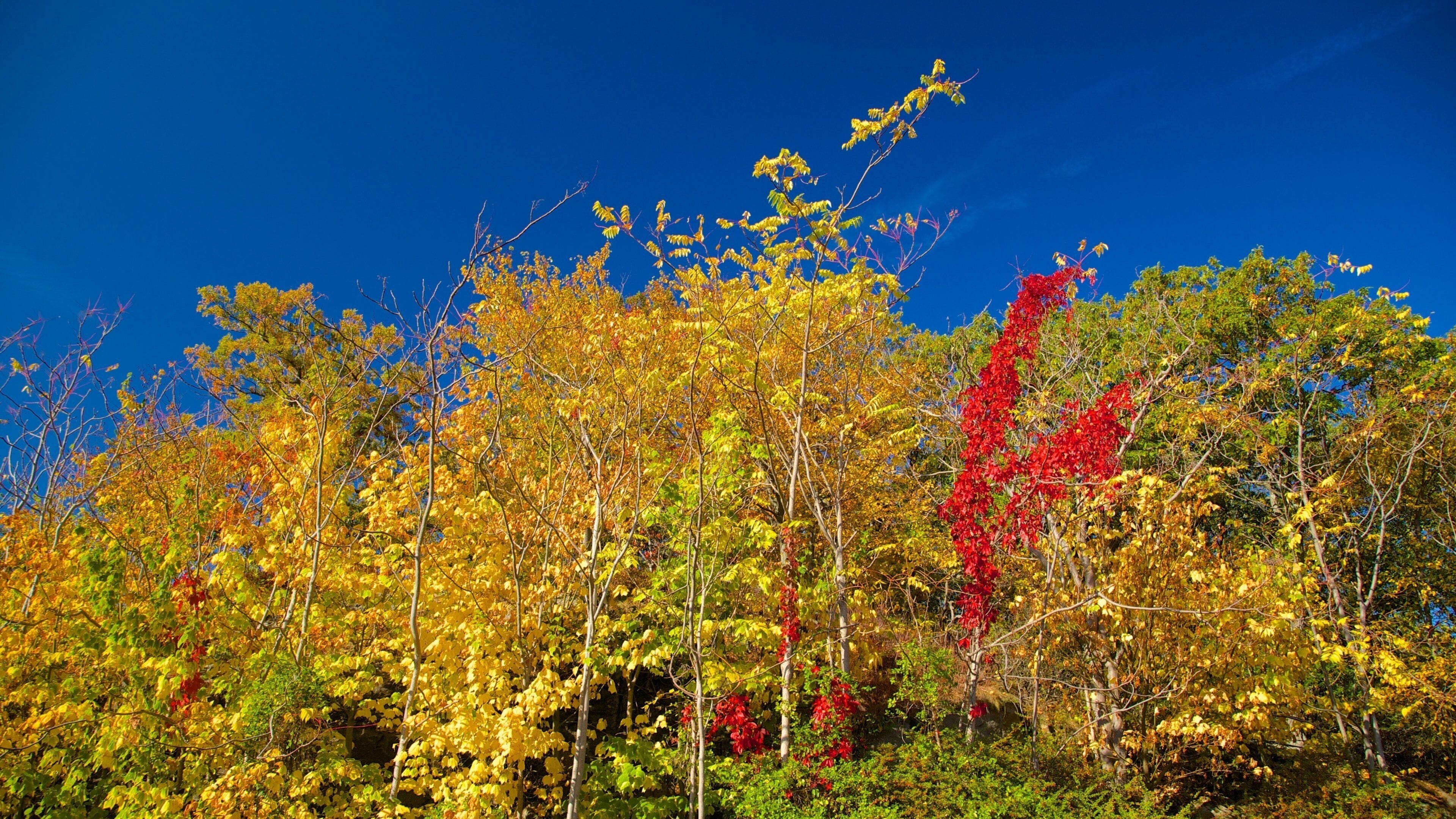 Une forêt aux couleurs automnales, avec un feuillage jaune, rouge et vert.