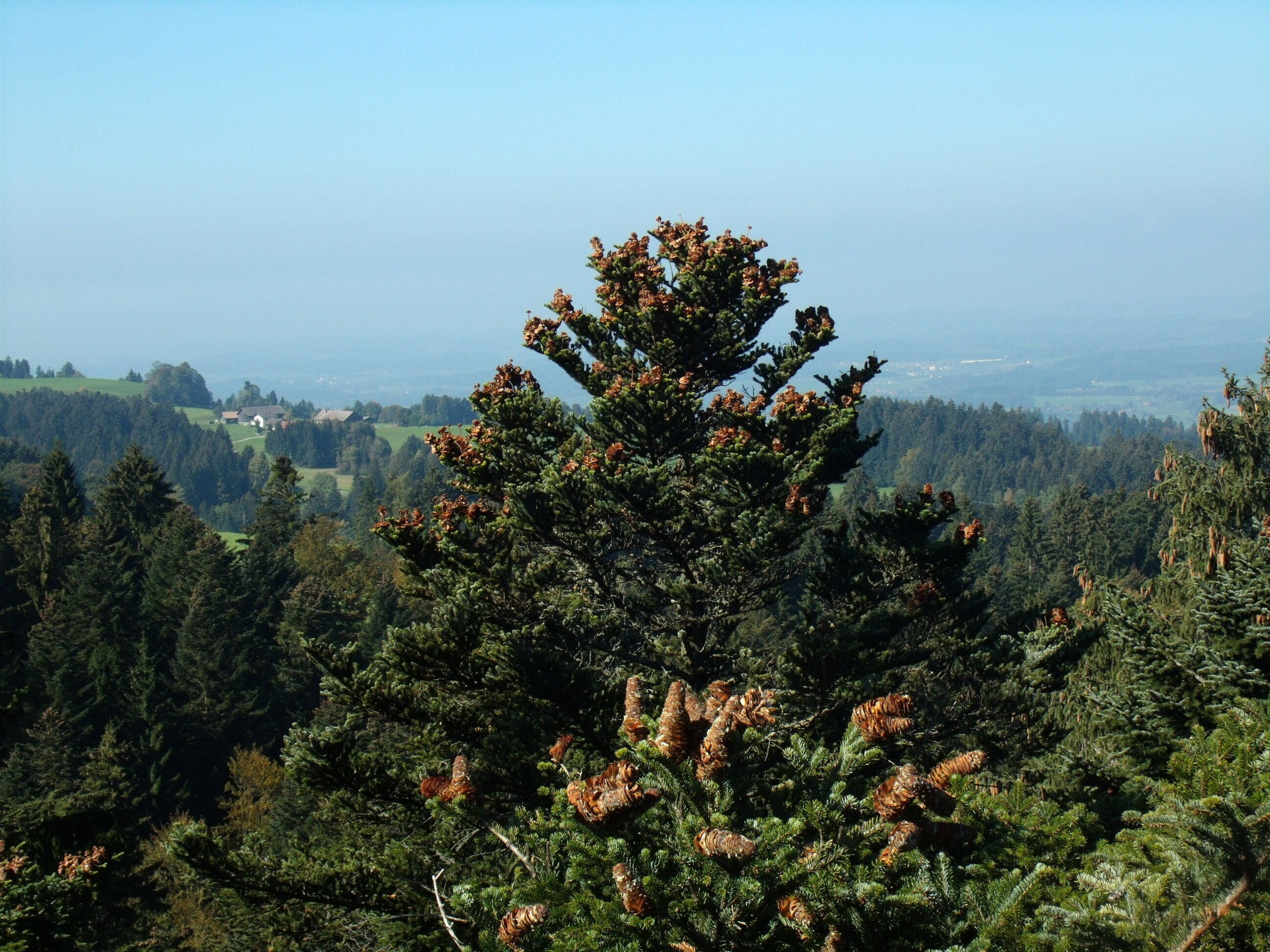 Sonne im Überfluss, deshalb kurztriebige Zweige im Wipfel