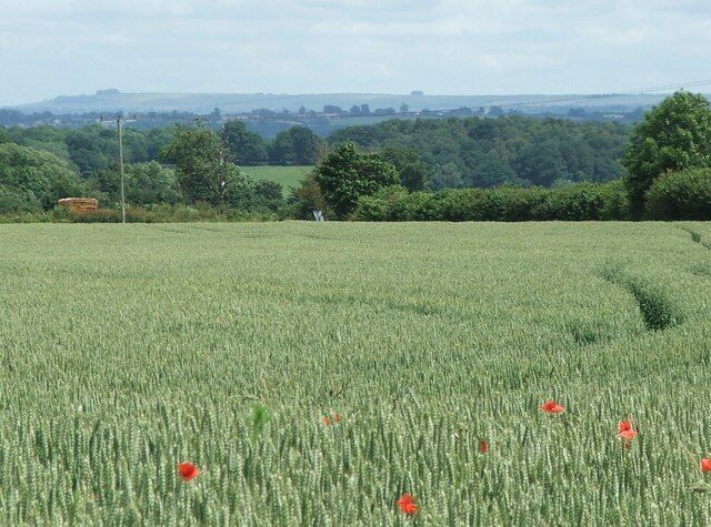 Cornfield between Norton St Philip and Tellisford Looking east toward Trowbridge, thankfully well hidden.