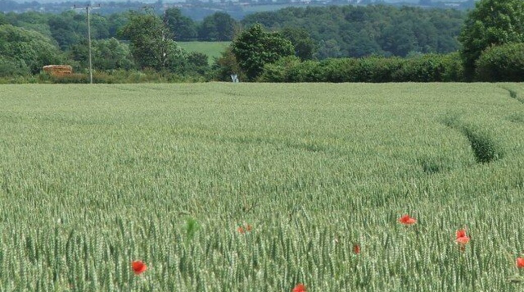 Cornfield between Norton St Philip and Tellisford Looking east toward Trowbridge, thankfully well hidden.