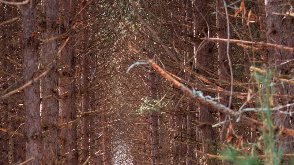 A forest pathway surrounded by tall pine trees.