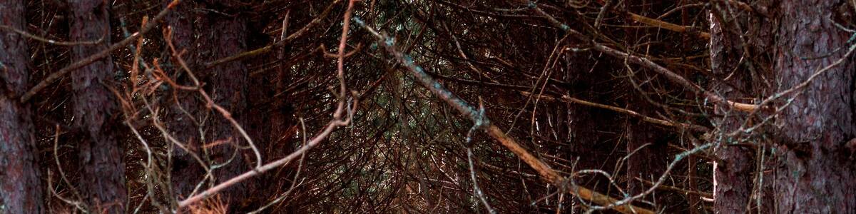 Walking through the Michigan woods during the winter.