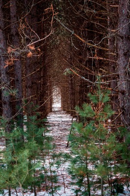 Walking through the Michigan woods during the winter.