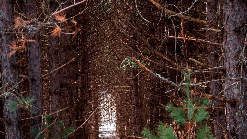 A forested path with snow on the ground and pine trees.