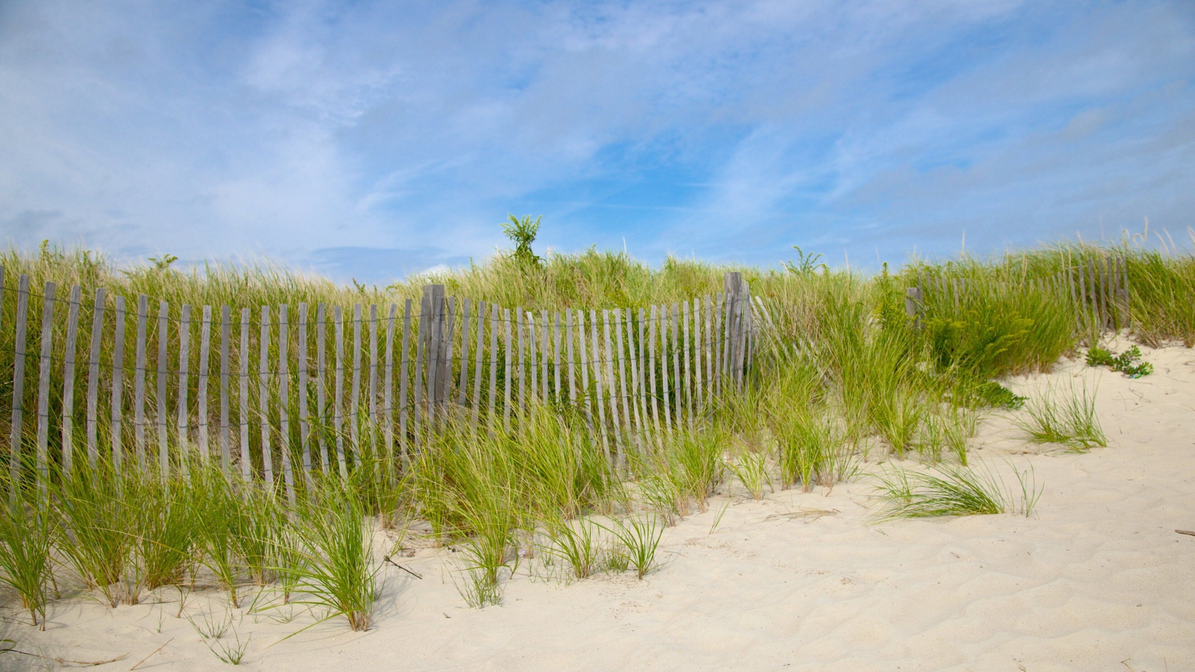 Seagull Beach showing a beach