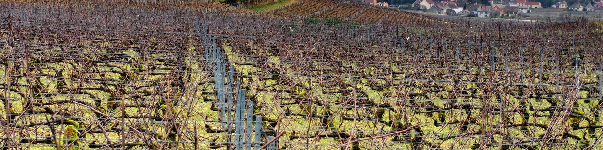 Vignoble bourguignon