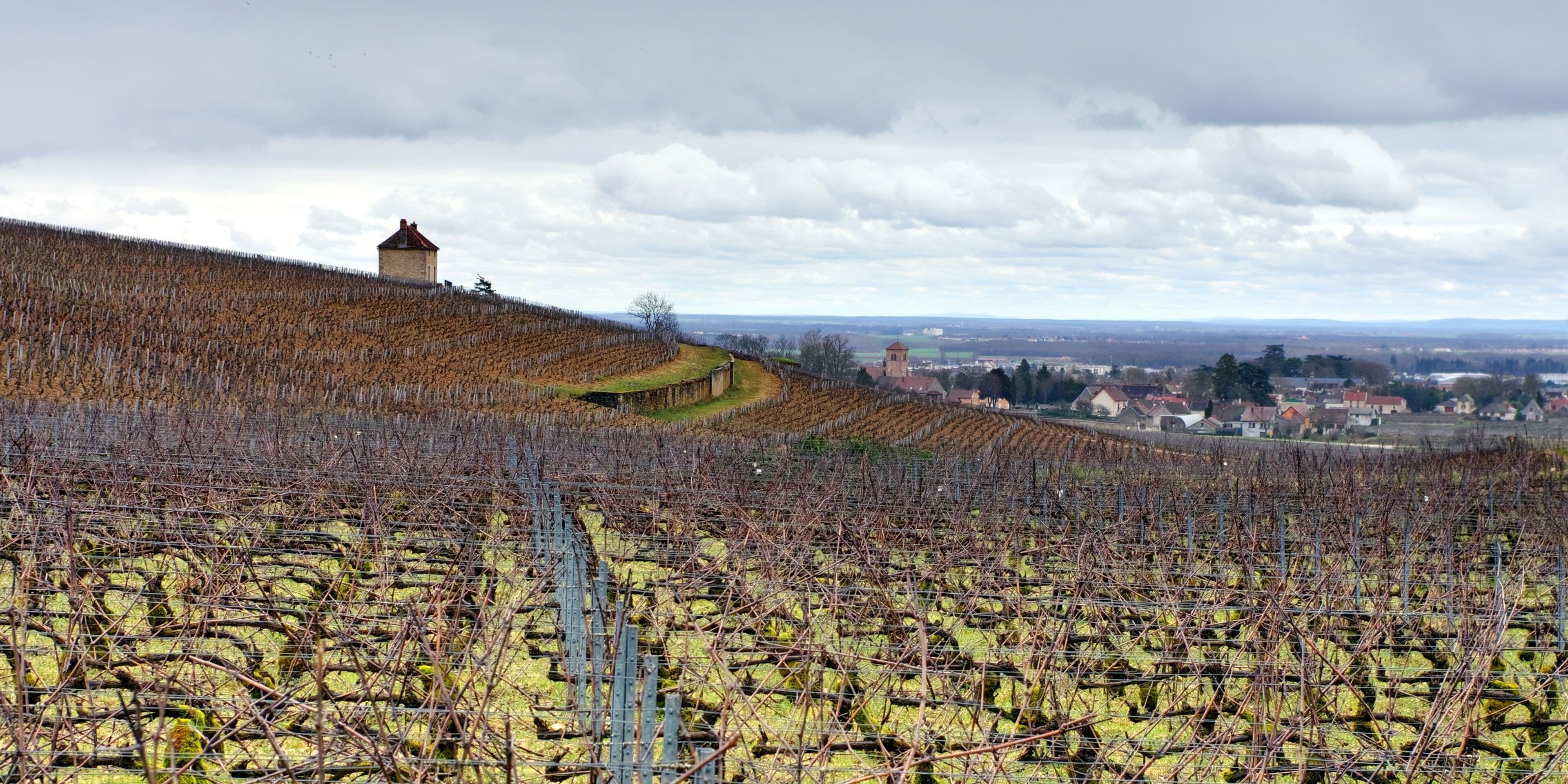 A vineyard with rows of grapevines on a hillside, a small building, and a distant town.