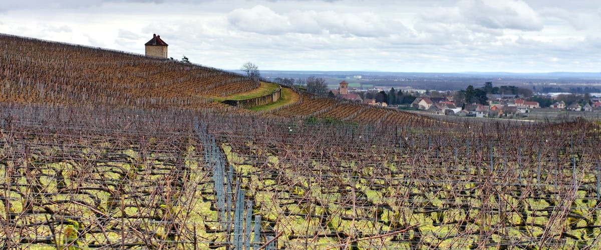 A vineyard with rows of grapevines on a hillside, a small building, and a distant town.
