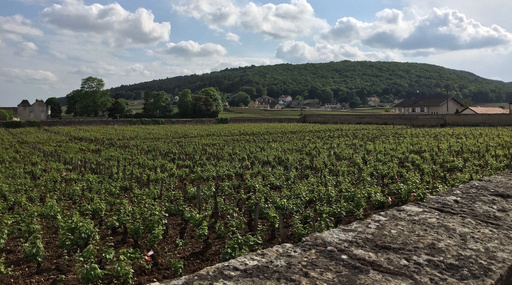 #burgundy #gevreychambertin #france #winecountry