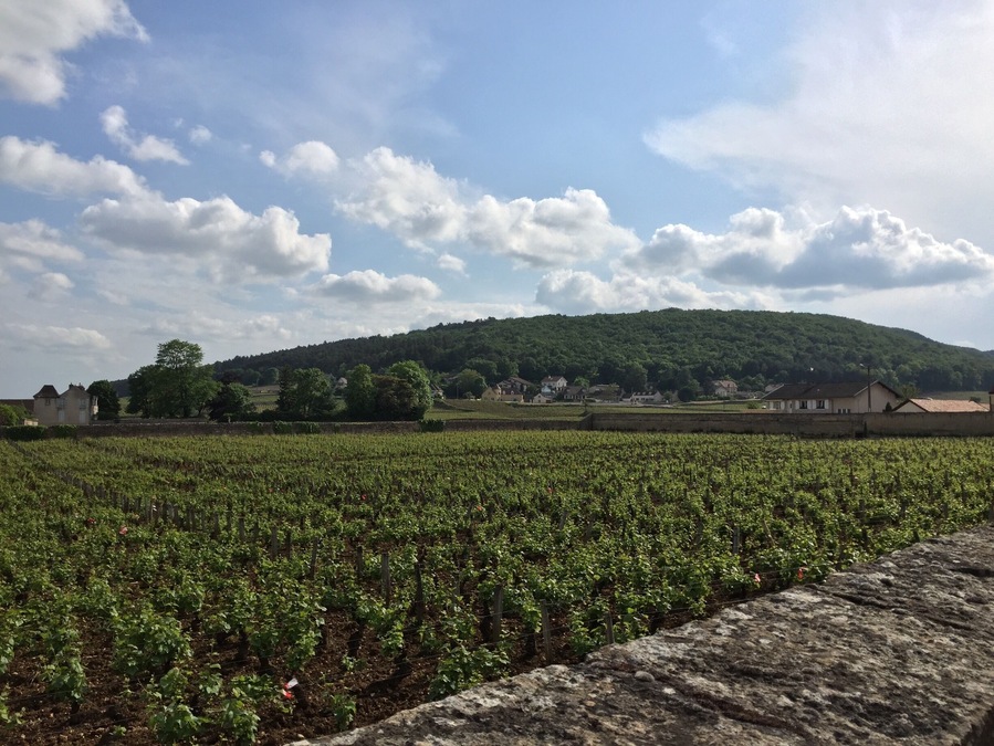 #burgundy #gevreychambertin #france #winecountry