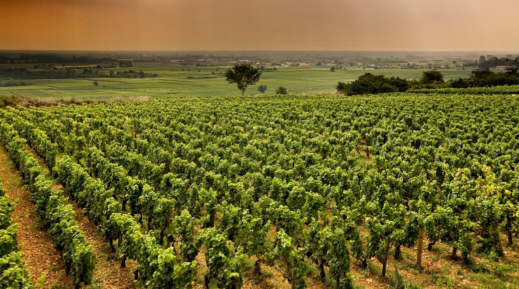 ์ฅฌ๋ธ๋ ์น๋ฒ ๋ฅด๋