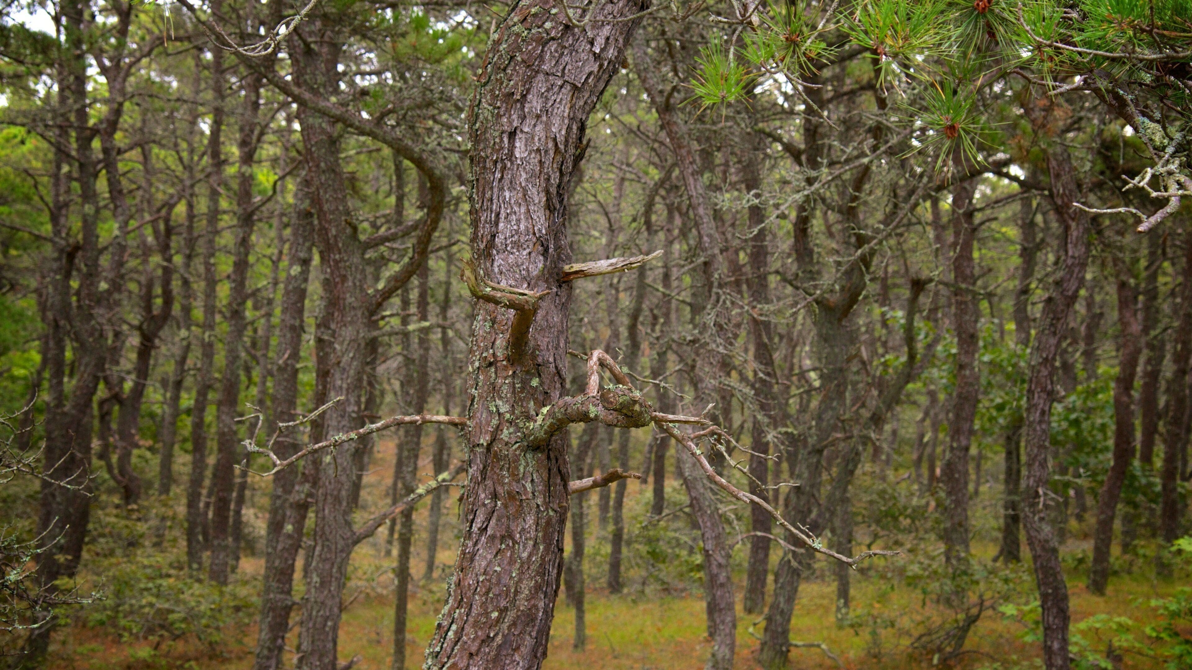 Cape Cod National Seashore which includes forests