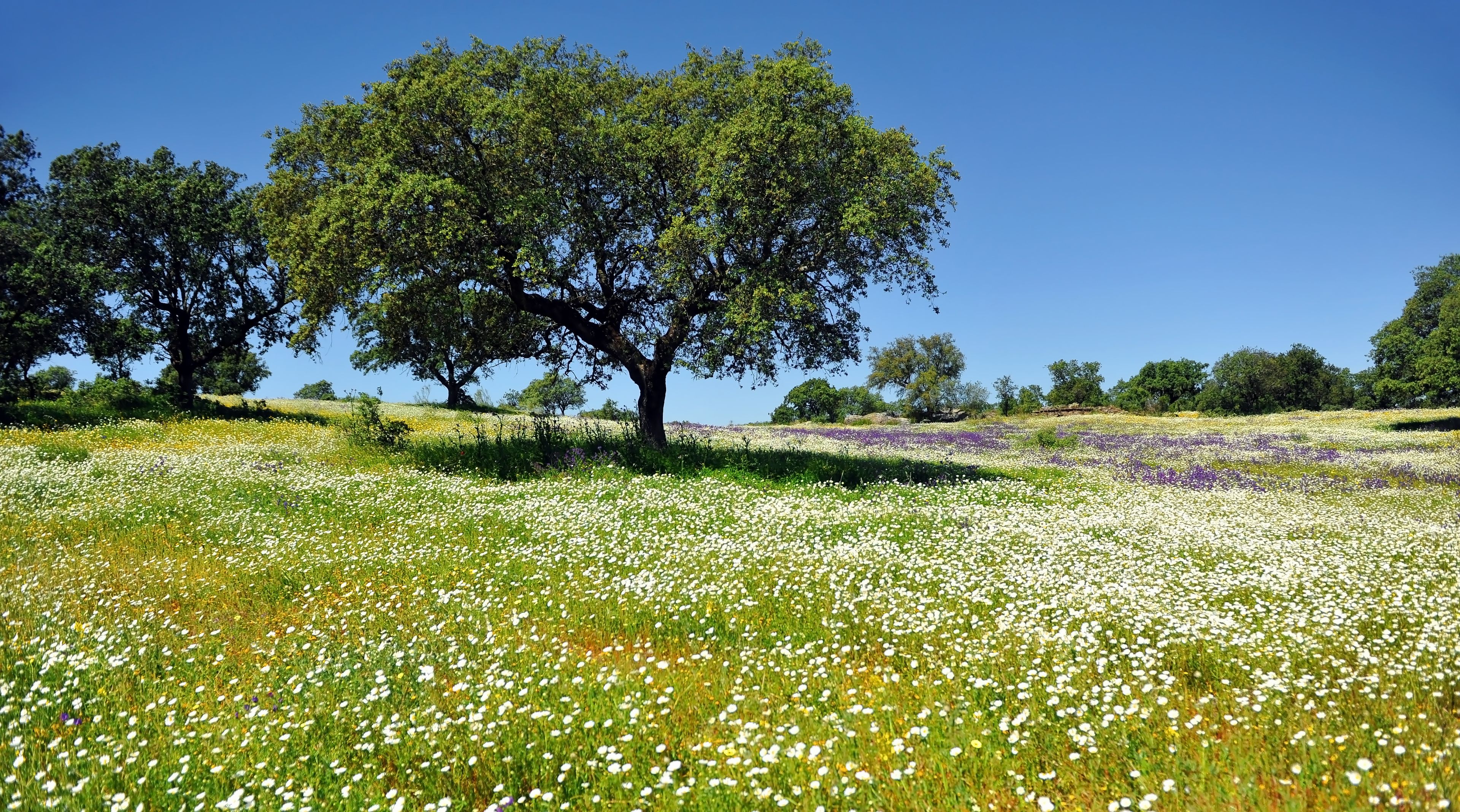 Spring in Andalusia, Springtime in Spain
