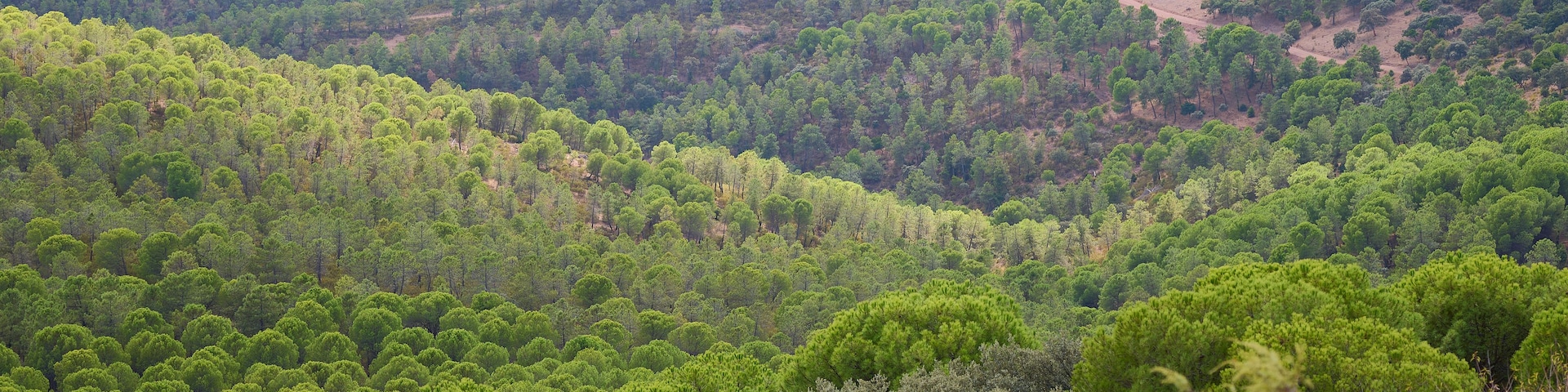 Un bosque denso con colinas onduladas y un sendero de tierra.