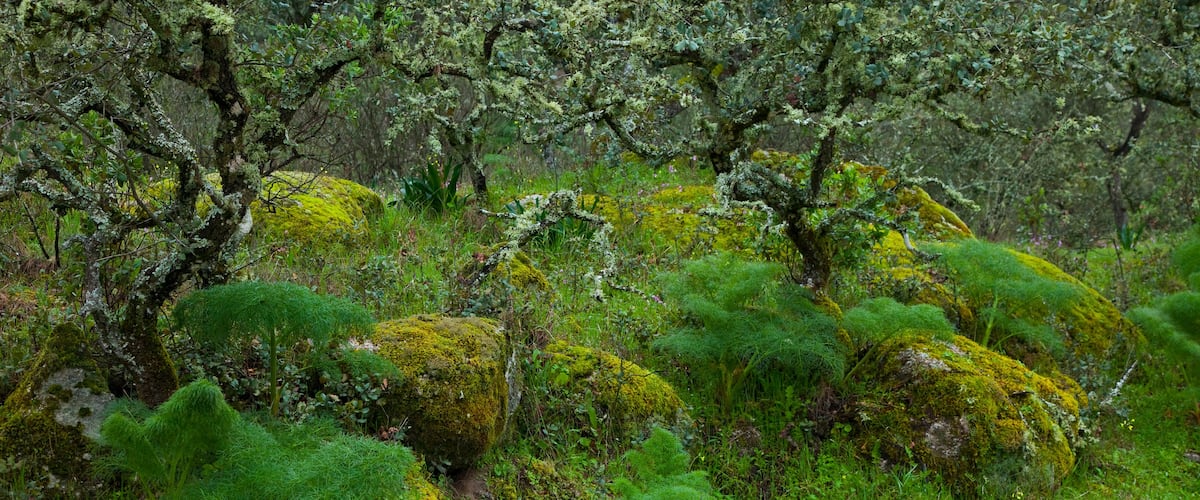 Parque Natural Sierra de Andújar, Jaen, Andalucía, España