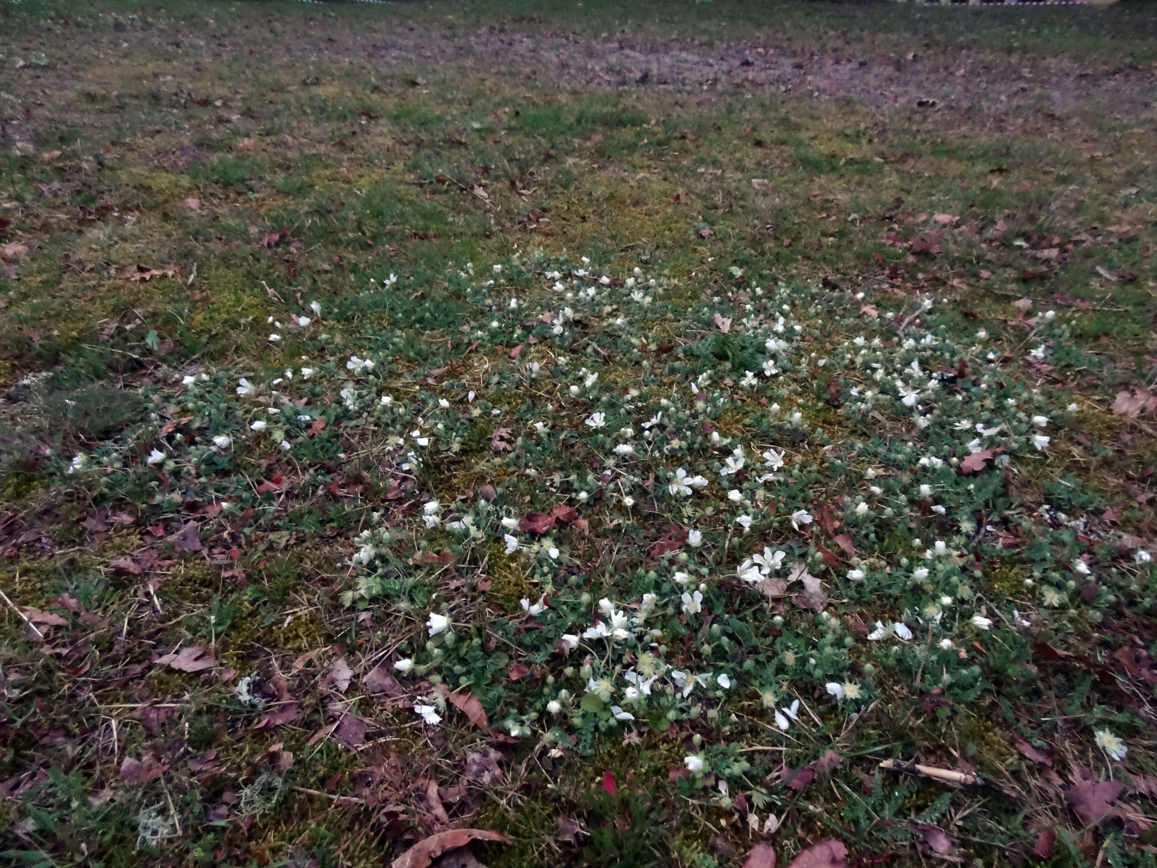 Végétation en cercle