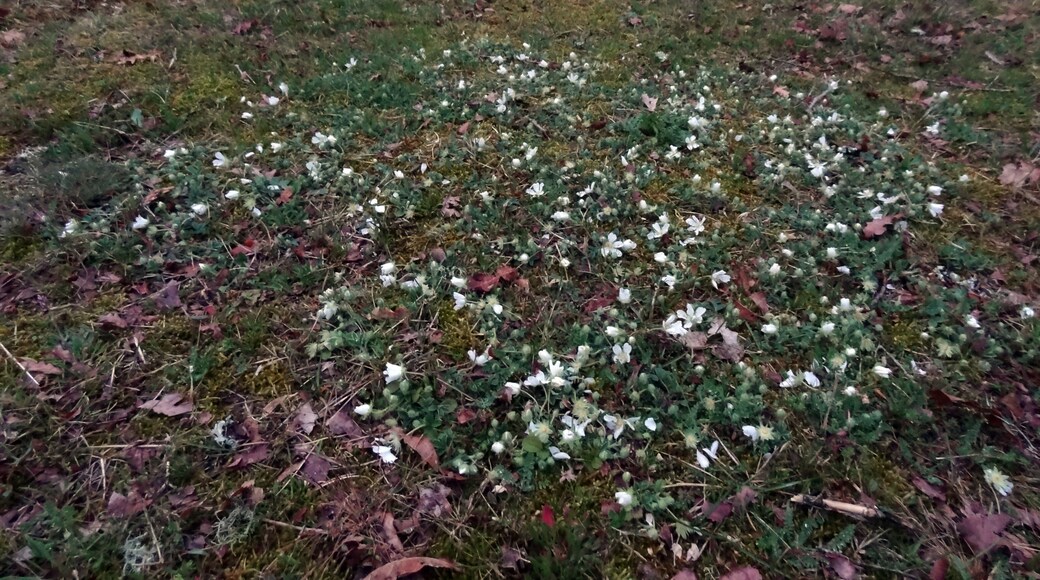 Végétation en cercle