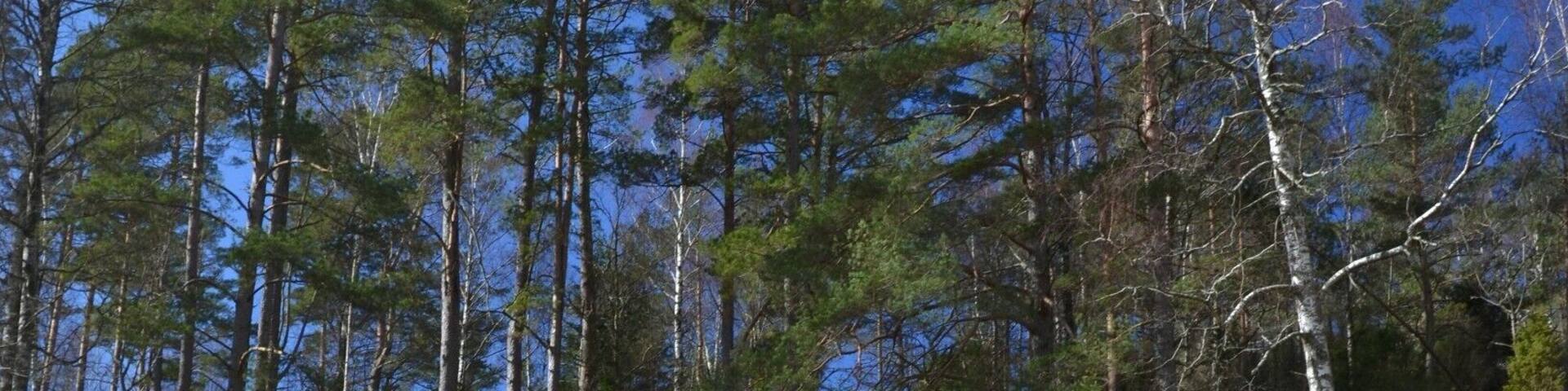 The rock carvings at Vitlycke, just outside Tanum, at the west coast of Sweden.
The carvings are from the bronze age and can be found at many places in the west of Sweden, but these are the most famous ones, and probably the easiest to find.
http://en.wikipedia.org/wiki/Rock_Carvings_in_Tanum
#sweden #rocks #art #unesco #roadtrip