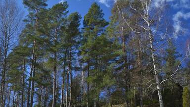 The rock carvings at Vitlycke, just outside Tanum, at the west coast of Sweden.
The carvings are from the bronze age and can be found at many places in the west of Sweden, but these are the most famous ones, and probably the easiest to find.
http://en.wikipedia.org/wiki/Rock_Carvings_in_Tanum
#sweden #rocks #art #unesco #roadtrip