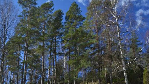 The rock carvings at Vitlycke, just outside Tanum, at the west coast of Sweden.
The carvings are from the bronze age and can be found at many places in the west of Sweden, but these are the most famous ones, and probably the easiest to find.
http://en.wikipedia.org/wiki/Rock_Carvings_in_Tanum
#sweden #rocks #art #unesco #roadtrip