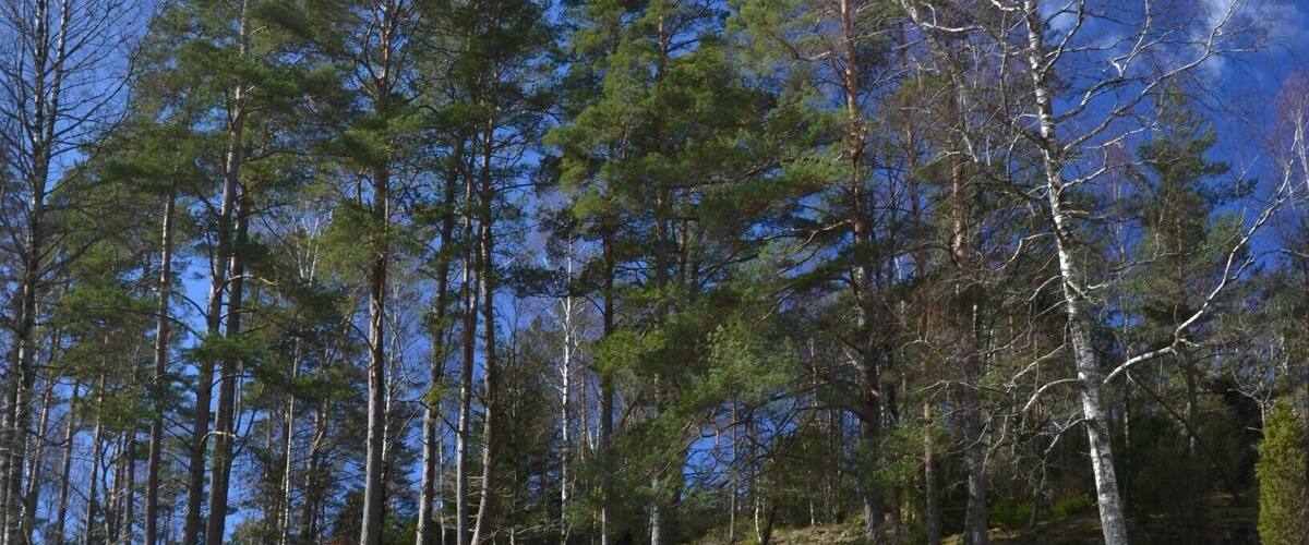 A forest with tall trees and a road with ancient red petroglyphs.