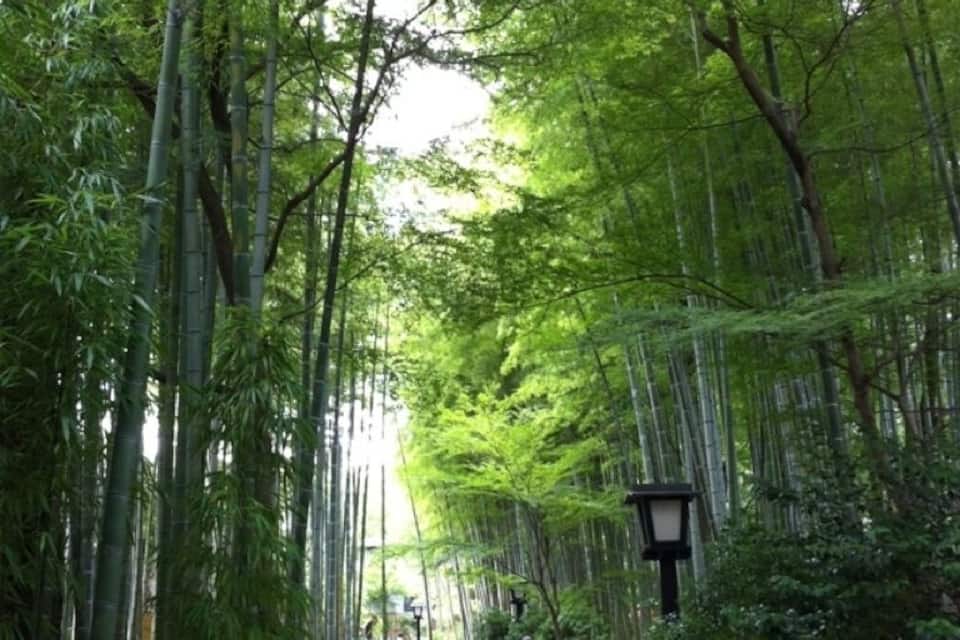 Un sendero en un bosque de bambú con personas caminando y sentadas, rodeado de altos bambúes y helechos.