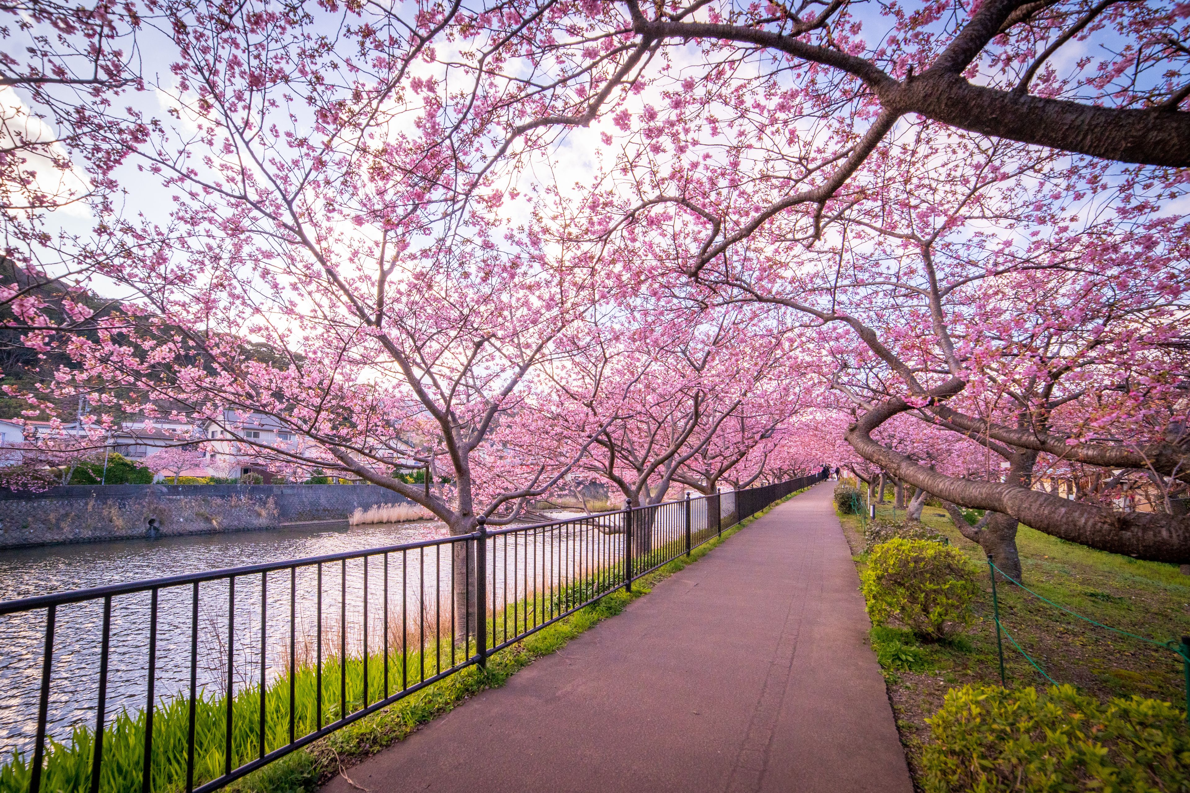 A pathway lined with cherry blossom trees, a river, and a stone wall.
