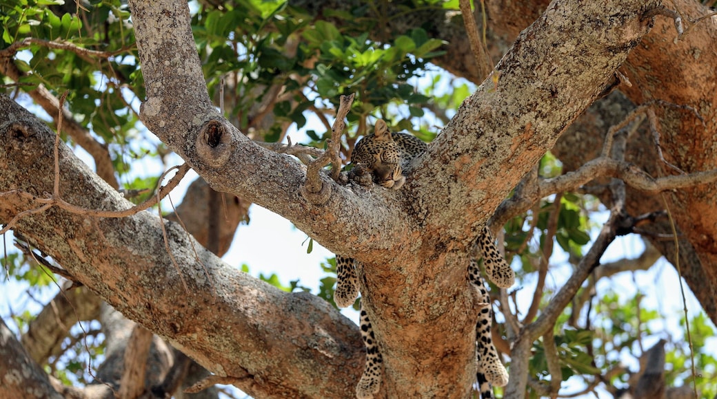 Sleepy Kitteh..... Saw this Leopard in Tarangire National park in Tanzania. Was just amazing to just watch him from the truck parked close to the base of the tree.