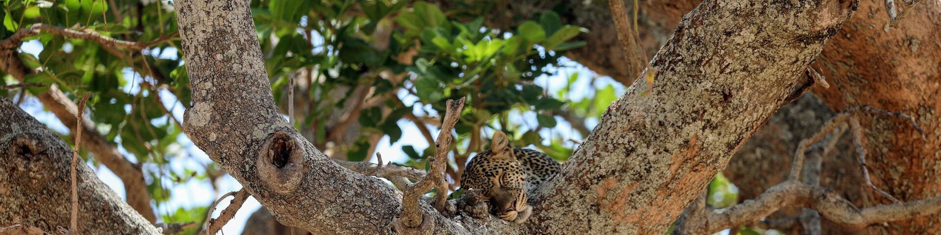 Sleepy Kitteh..... Saw this Leopard in Tarangire National park in Tanzania. Was just amazing to just watch him from the truck parked close to the base of the tree.
