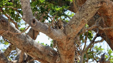 Sleepy Kitteh..... Saw this Leopard in Tarangire National park in Tanzania. Was just amazing to just watch him from the truck parked close to the base of the tree.