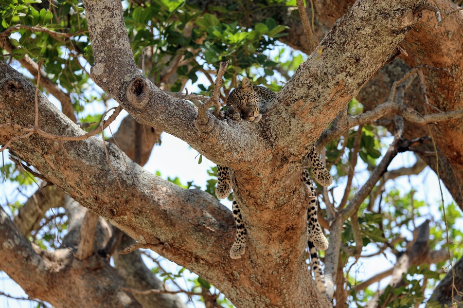 Sleepy Kitteh..... Saw this Leopard in Tarangire National park in Tanzania. Was just amazing to just watch him from the truck parked close to the base of the tree.