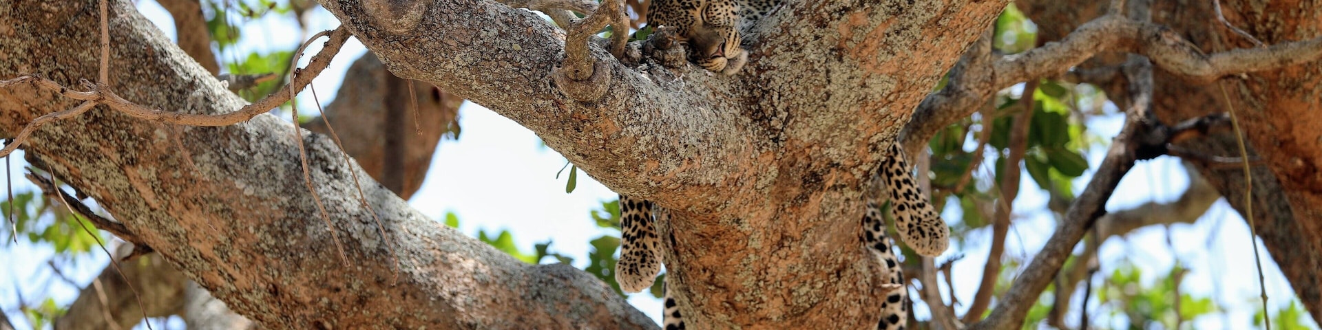 Sleepy Kitteh..... Saw this Leopard in Tarangire National park in Tanzania. Was just amazing to just watch him from the truck parked close to the base of the tree.