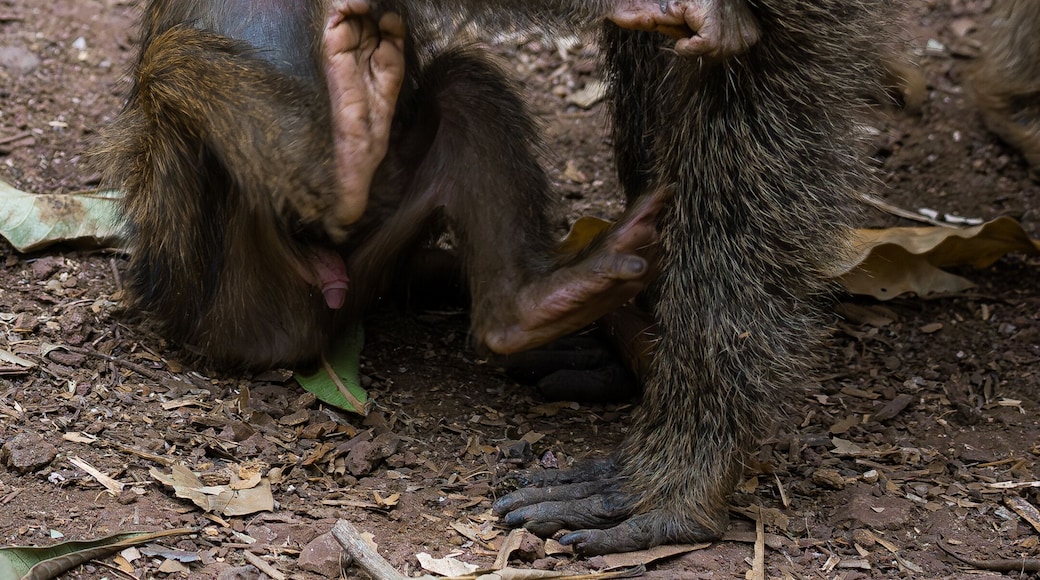 Portrait of a baby baboon (papio cynocephalus) with his mother in Manyara National Park, Tanzania.