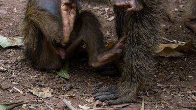 Portrait of a baby baboon (papio cynocephalus) with his mother in Manyara National Park, Tanzania.