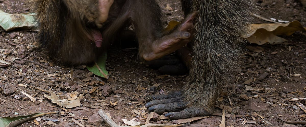 A monkey with a baby.