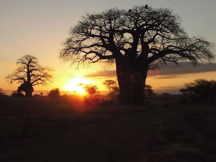 Baobab trees at dawn in Tarangire