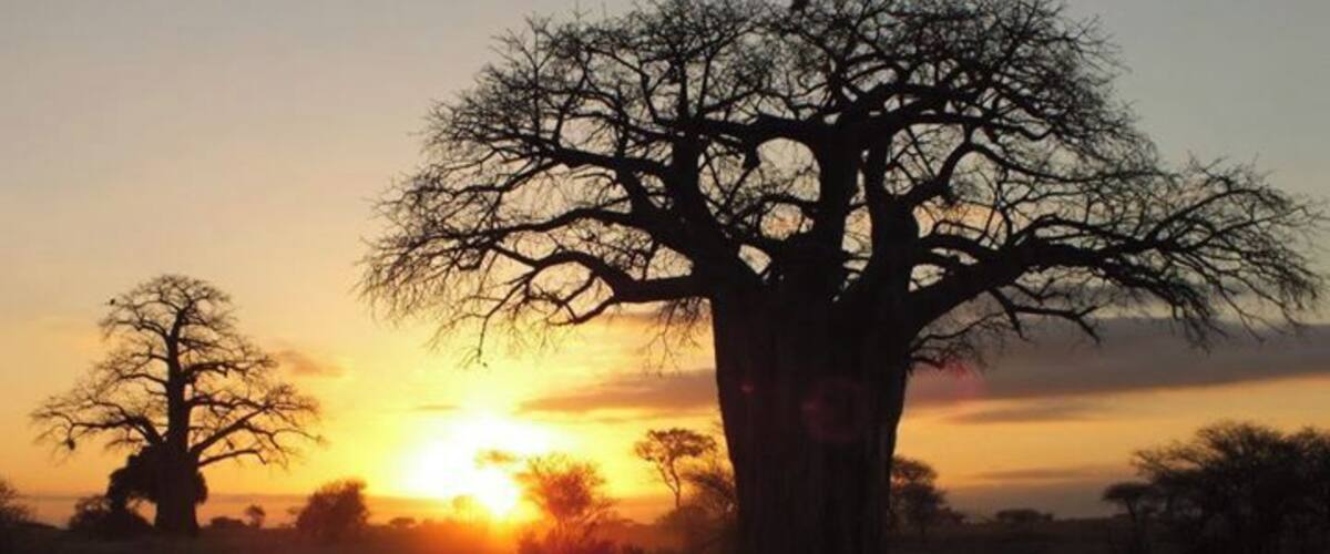 Baobab trees at dawn in Tarangire