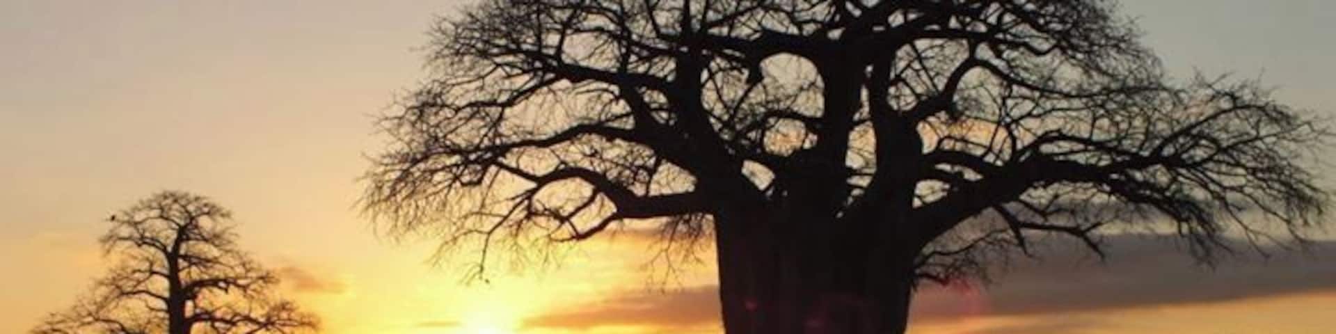 Baobab trees at dawn in Tarangire
