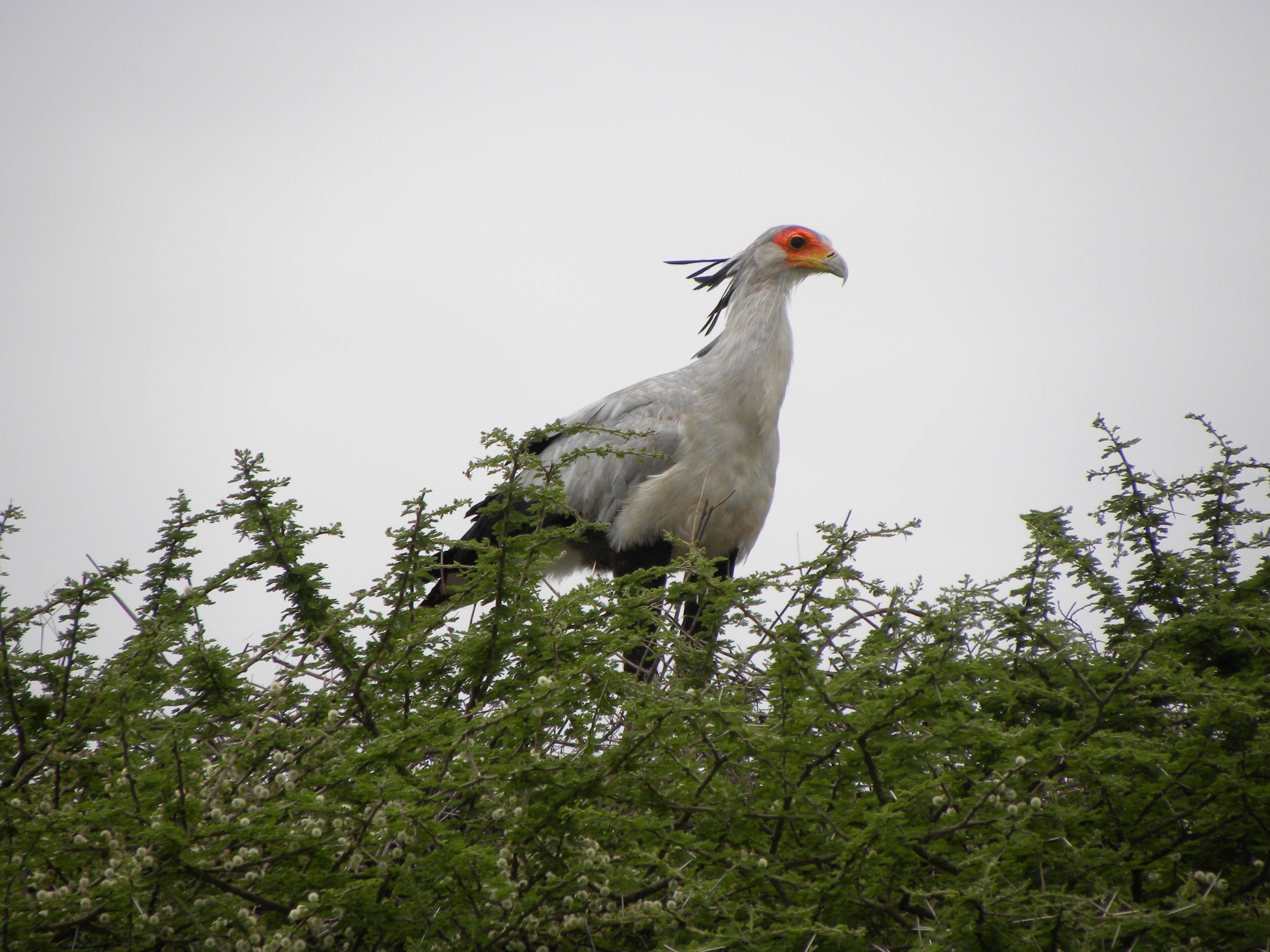Secretary Bird, Tarangire National Park, tanzania